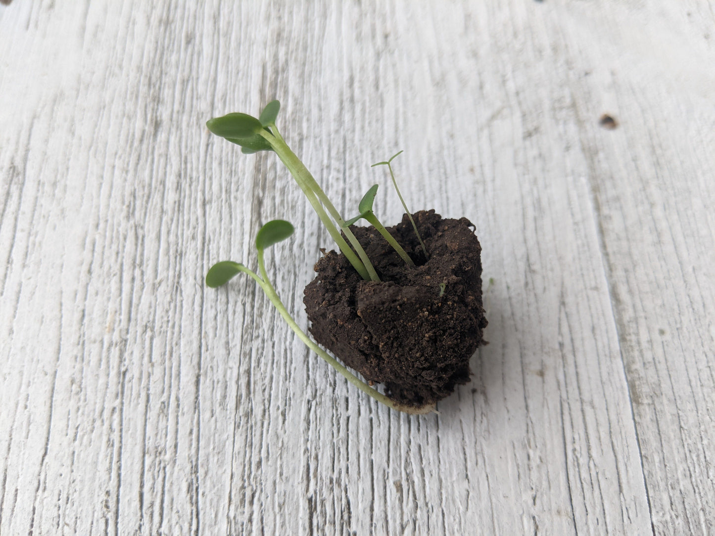 Sunflowers Seed balls - Tin - 10 count