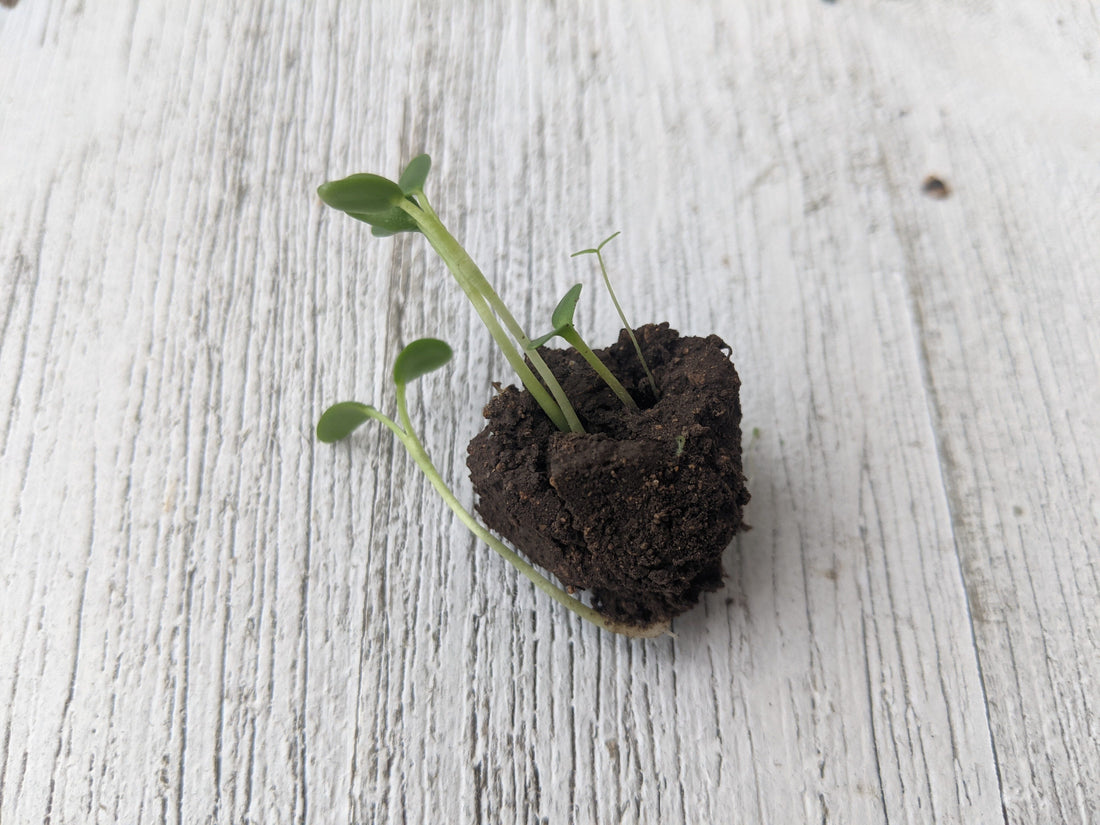 How to get started growing with seed balls