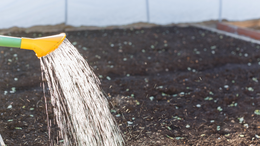 Make a water plan for your Pollinator Garden.