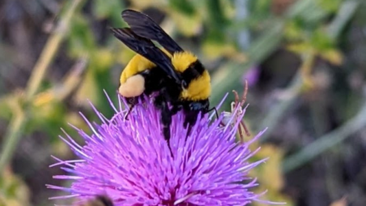 Bees and Pollinators need your help!