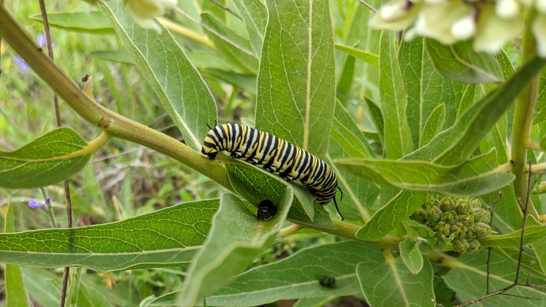 Help the Monarchs with a butterfly garden.