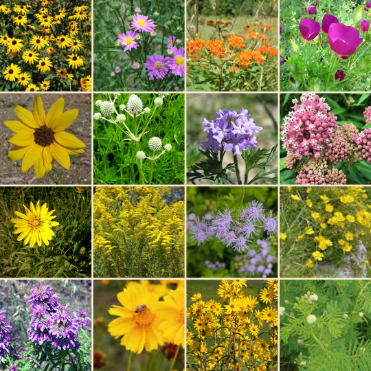 Bee Merry Wildflower seed balls Gift Set