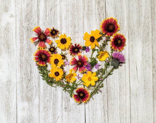 Valentines Mini Pollinator Garden